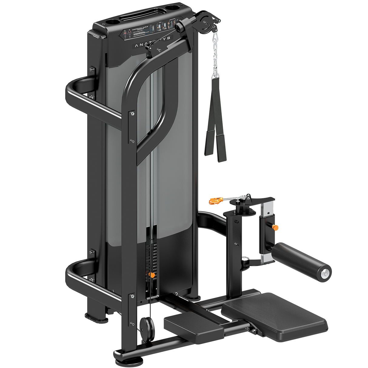Anatomy Standing Abdominal crunch