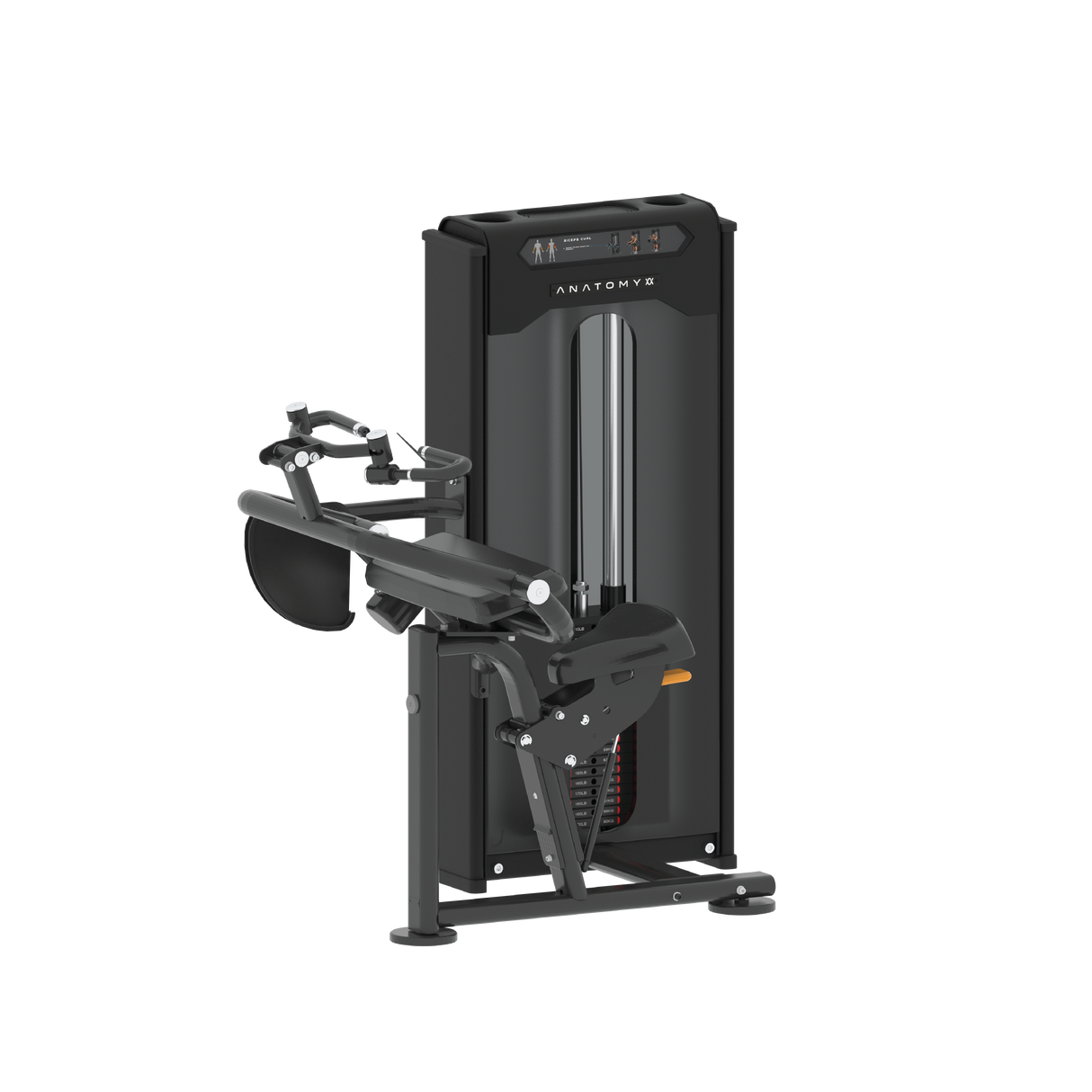 تمرين ثني العضلة ذات الرأسين - مع تحميل الدبوس